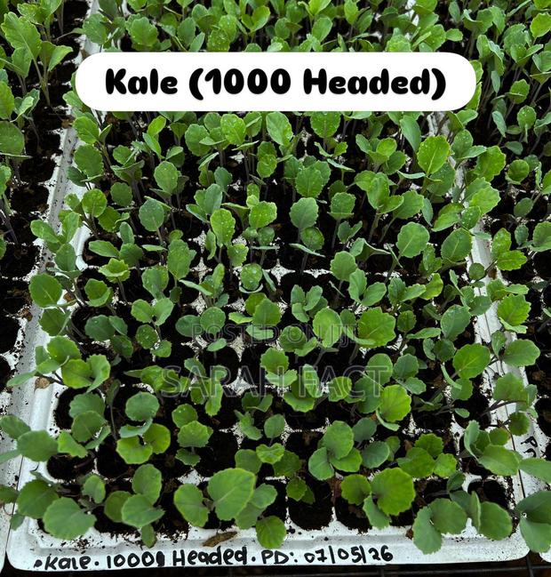Vegetable Seedlings For Sale In Ngenda And Ruiru