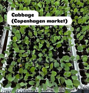 Vegetable Seedlings For Sale In Ngenda And Ruiru