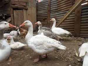 American Buff Goose