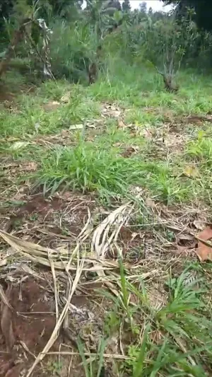 Half an Acre at Githunguri