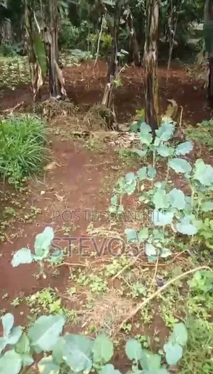 Half an Acre at Githunguri