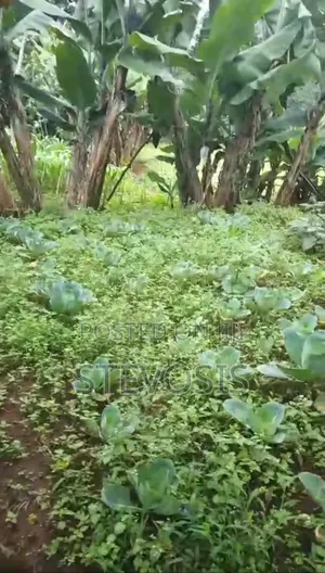 Half an Acre at Githunguri