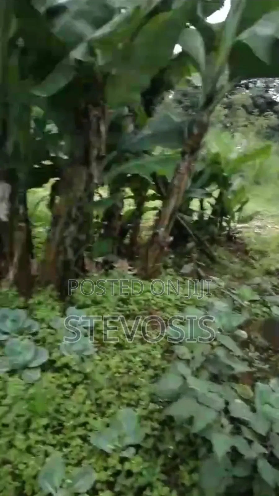 Half an Acre at Githunguri