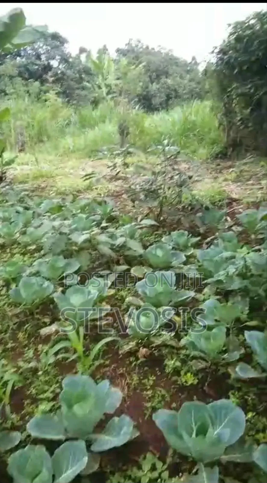 Half an Acre at Githunguri