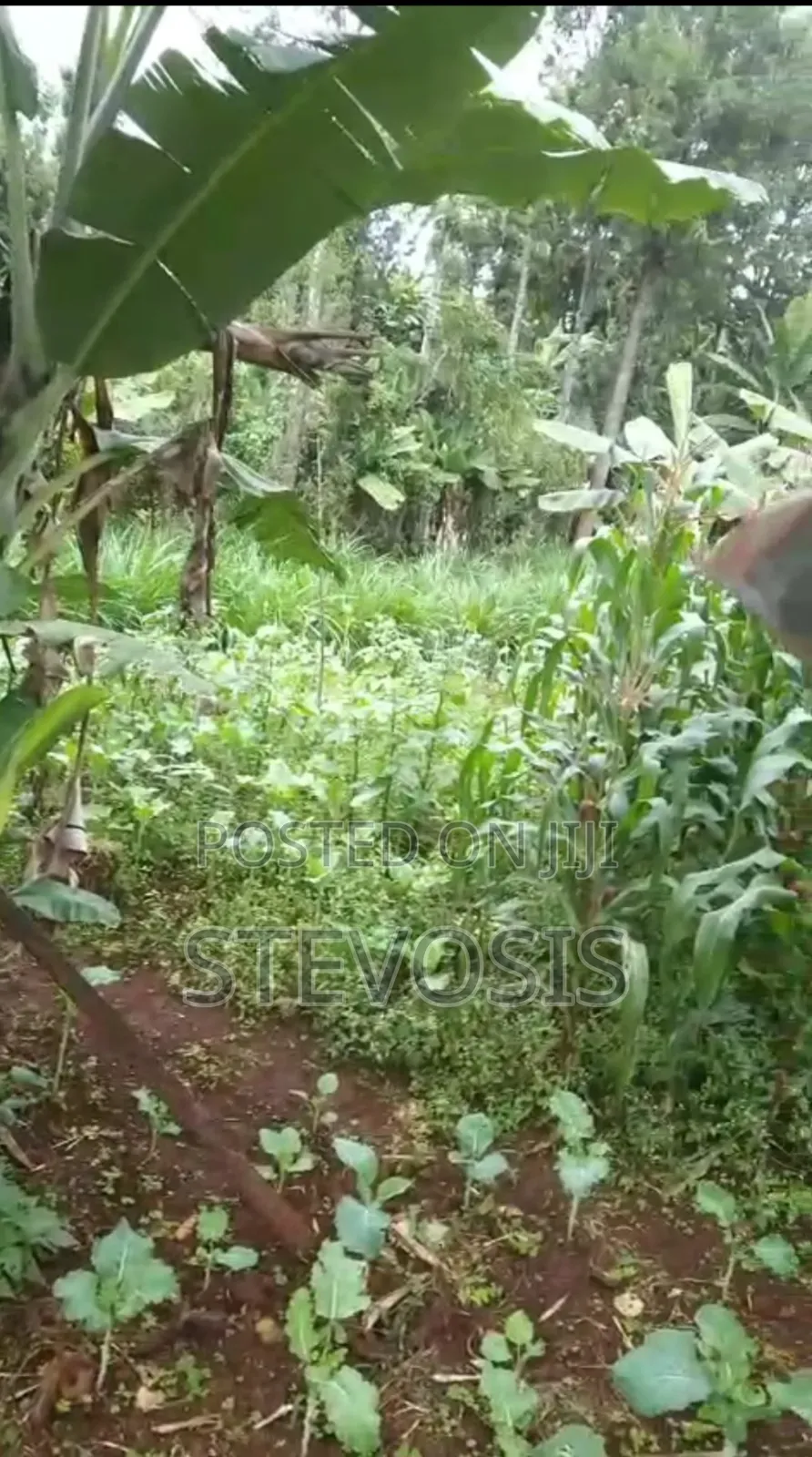 Half an Acre at Githunguri