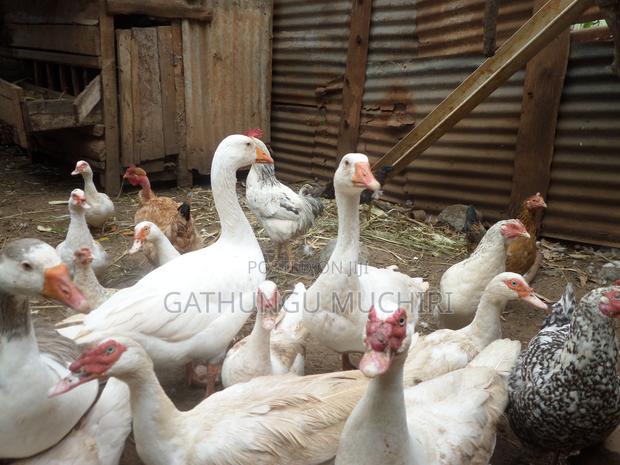 American Buff Goose - thumbnail 2