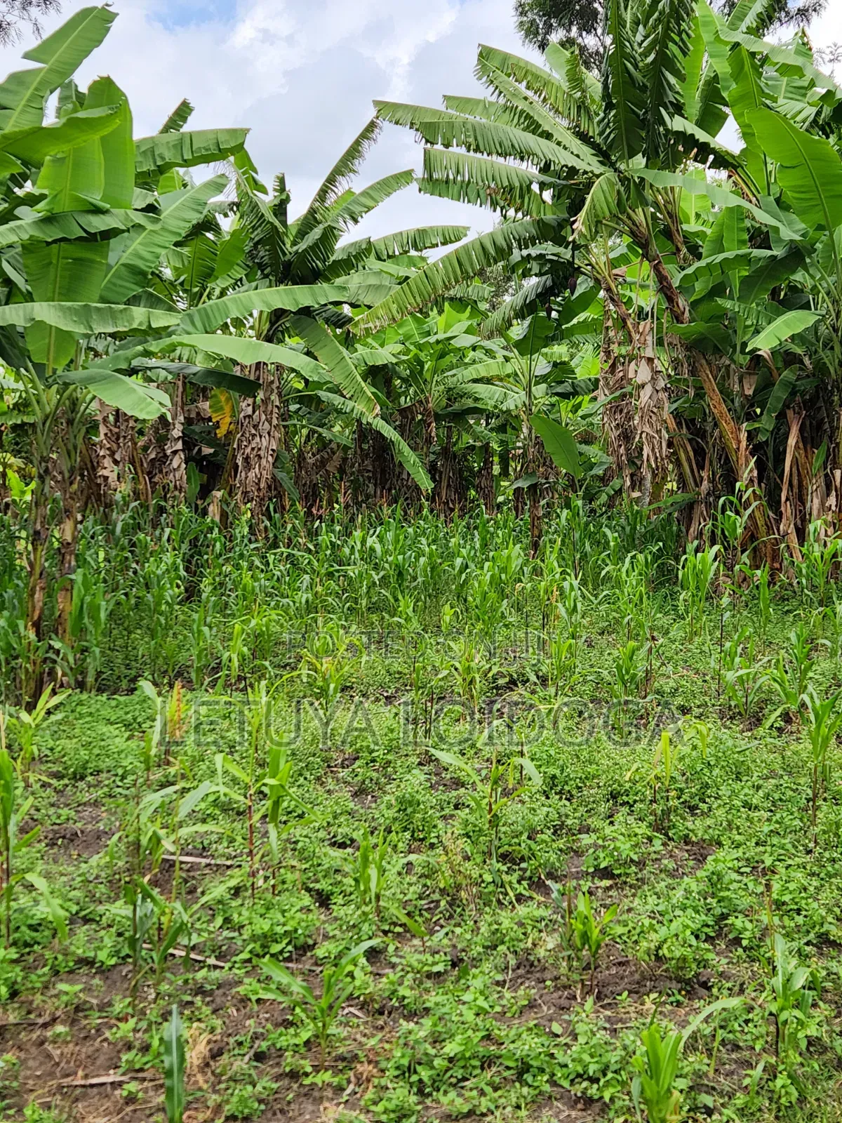 Developed 1-Acre Ngong-Oloolua
