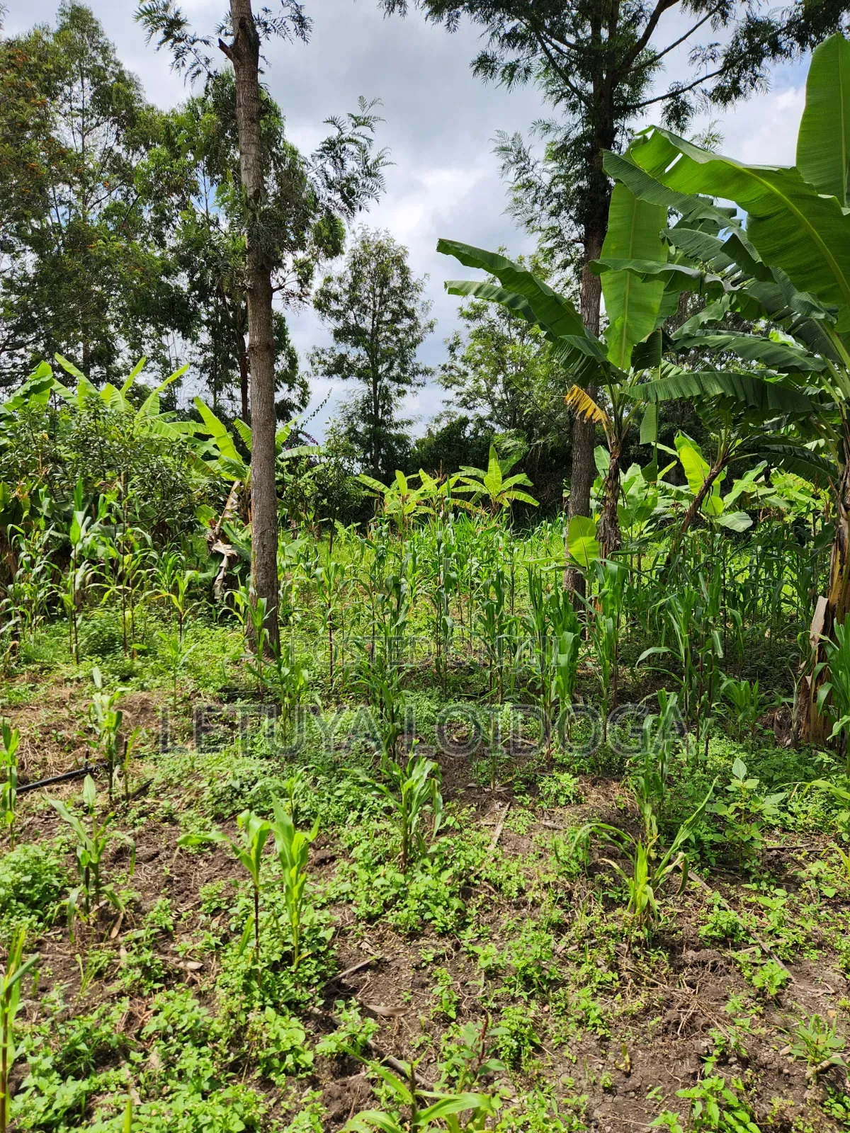 Developed 1-Acre Ngong-Oloolua