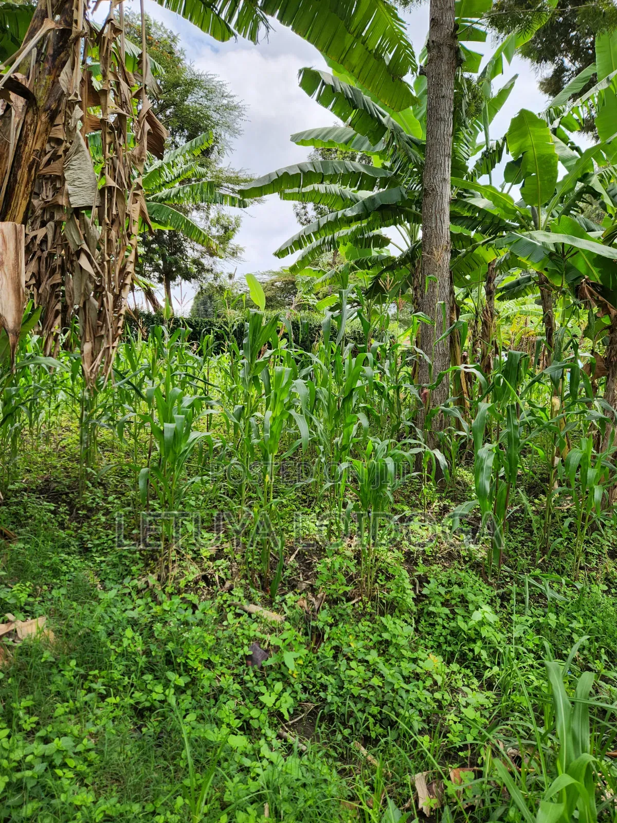 Developed 1-Acre Ngong-Oloolua