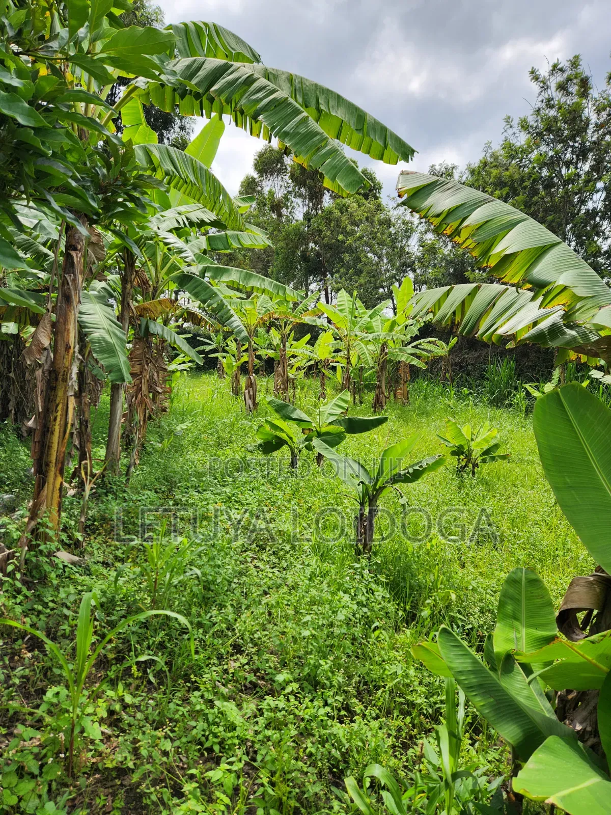 Developed 1-Acre Ngong-Oloolua