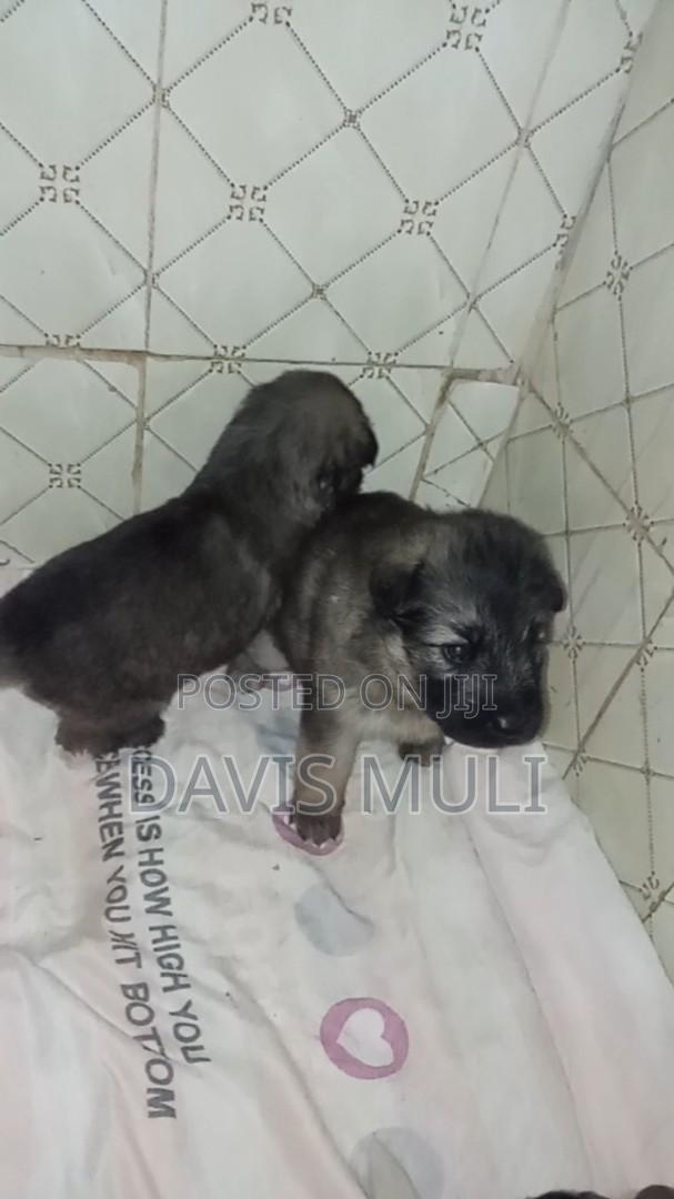 0-1 month Male Mixed Breed German Shepherd