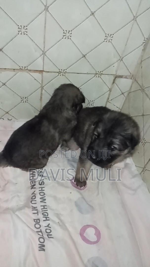 0-1 month Male Mixed Breed German Shepherd - thumbnail 2