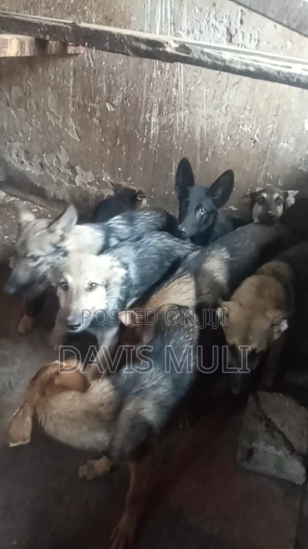 3-6 months Male Mixed Breed German Shepherd
