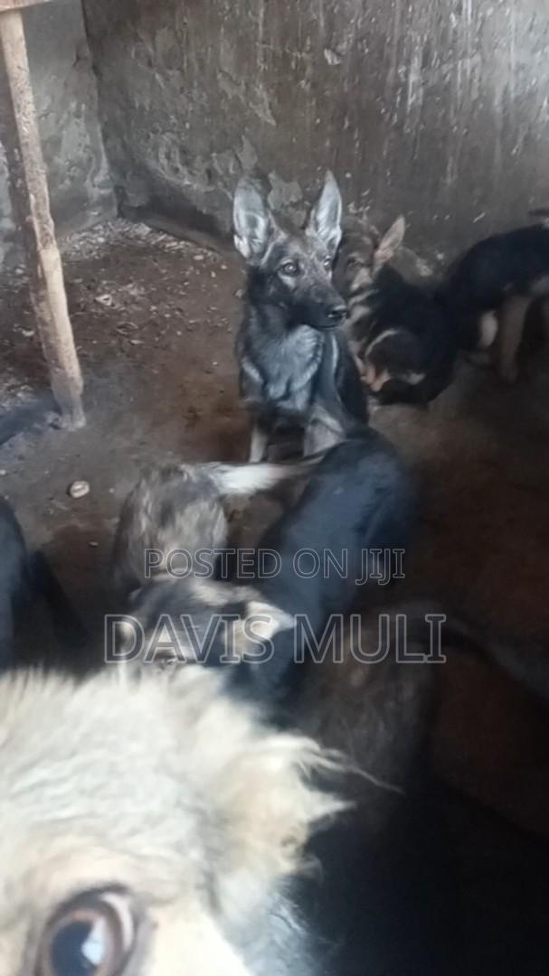 3-6 months Male Mixed Breed German Shepherd - thumbnail 2