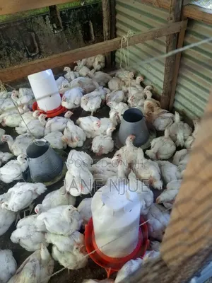 Broiler Chicken
