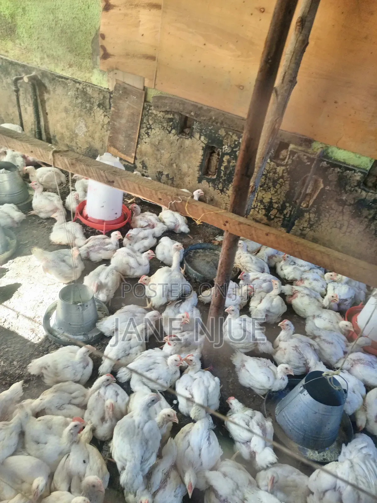 Broiler Chicken