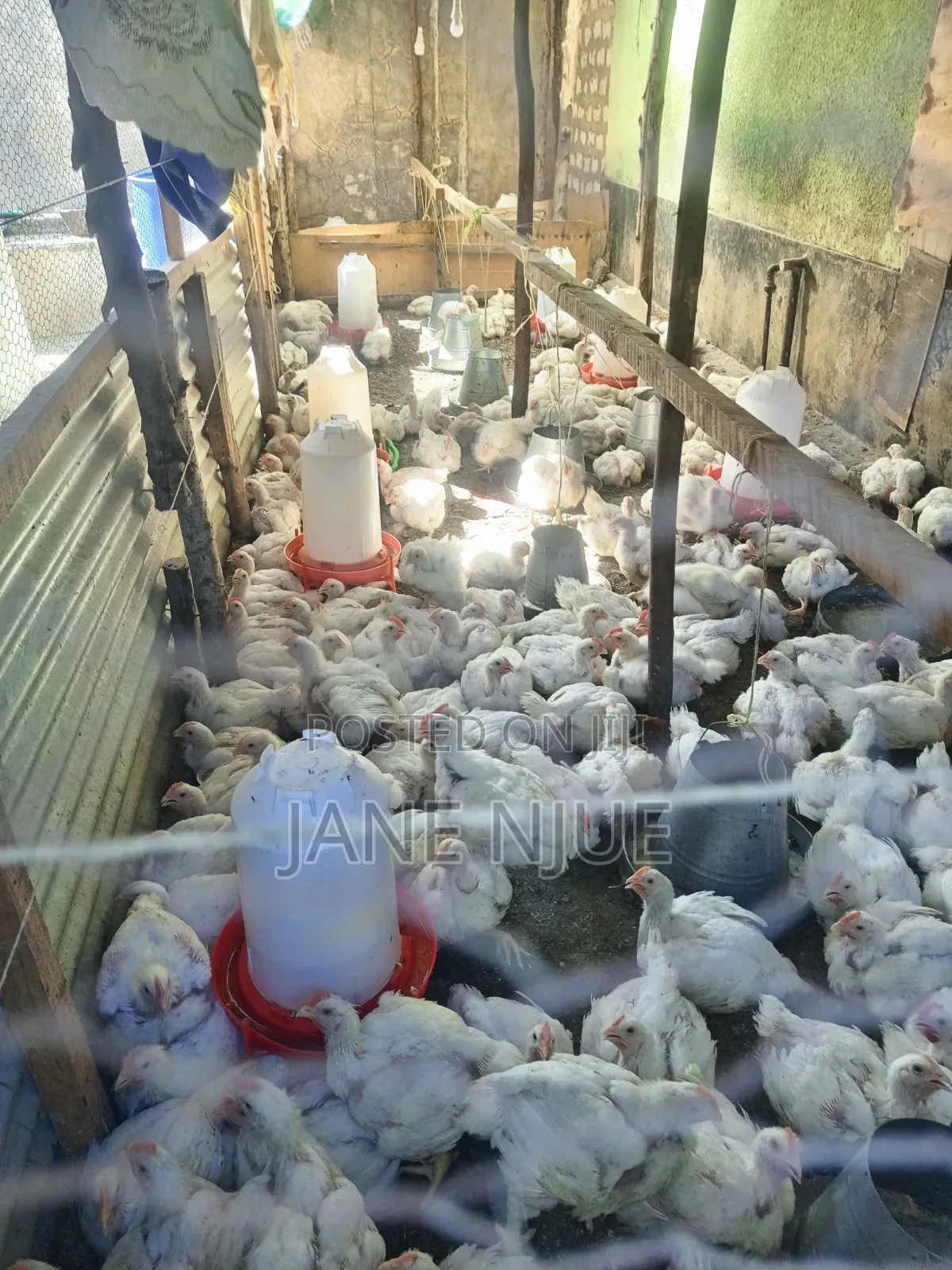 Broiler Chicken
