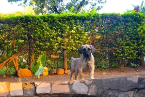 1-3 months Female Purebred Boerboel