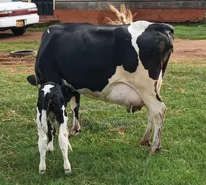 Selling Dairy Cows