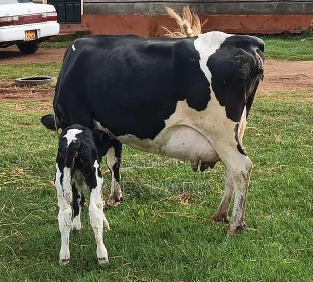 Selling Dairy Cows