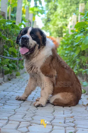1+ year Female Purebred Saint Bernard