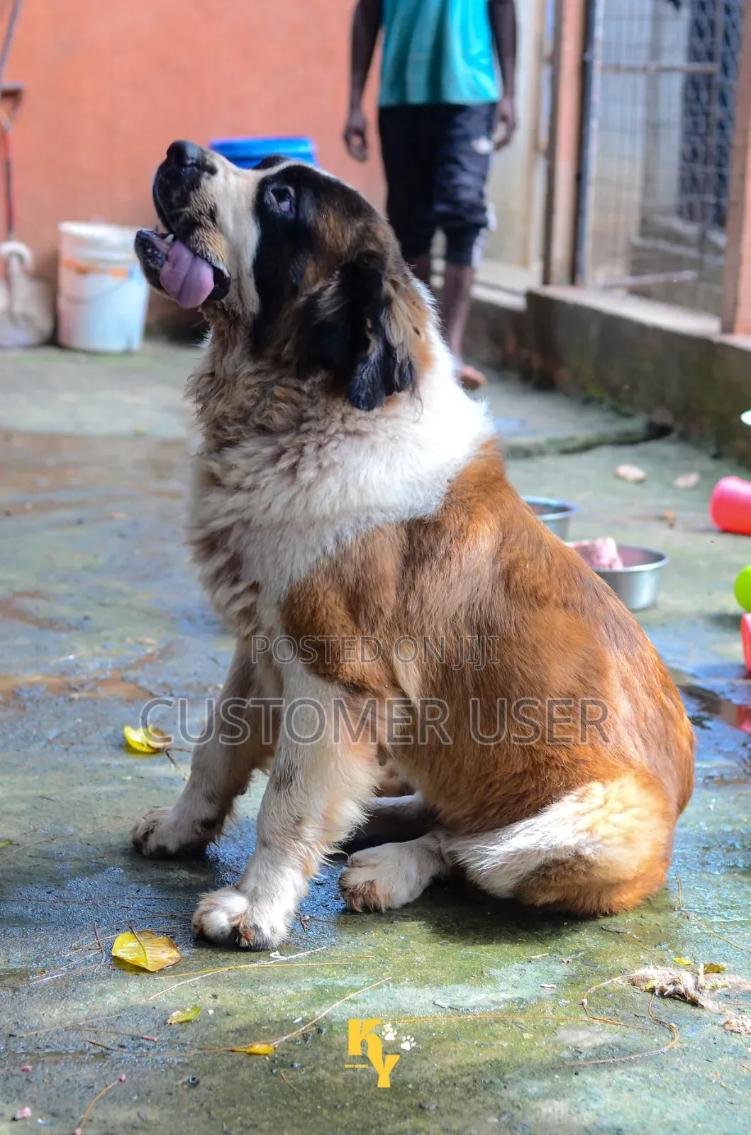 1+ year Female Purebred Saint Bernard