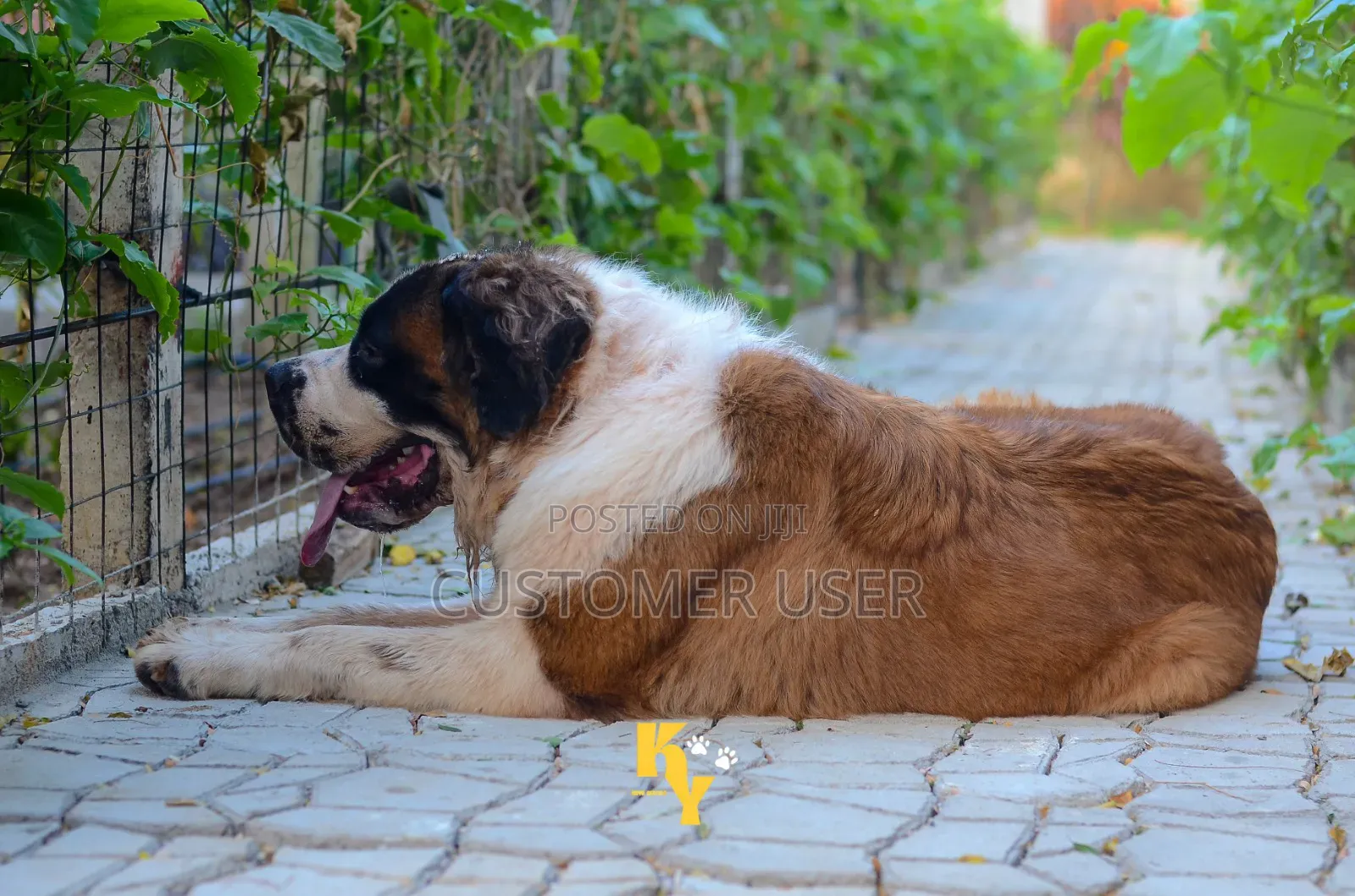 1+ year Female Purebred Saint Bernard