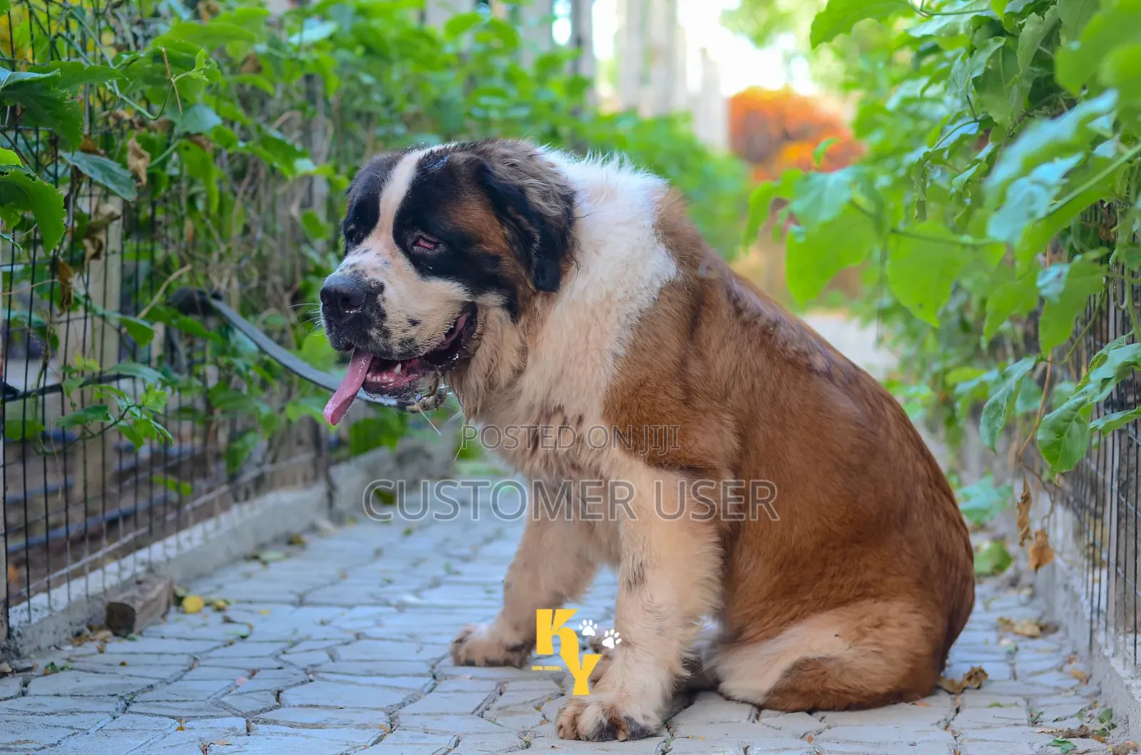 1+ year Female Purebred Saint Bernard