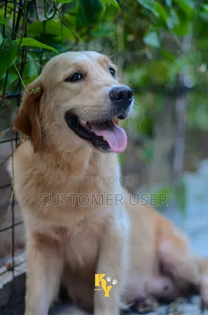 1-3 months Male Purebred Golden Retriever