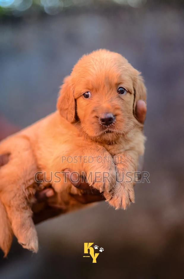 1-3 months Male Purebred Golden Retriever - thumbnail 3