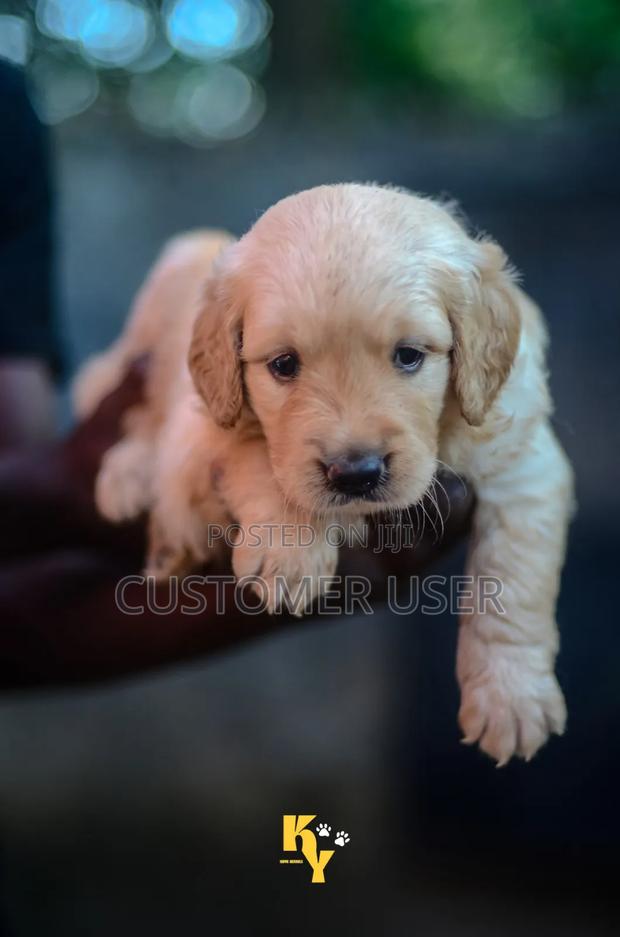 1-3 months Male Purebred Golden Retriever - thumbnail 4
