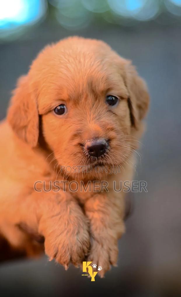 1-3 months Male Purebred Golden Retriever - thumbnail 6