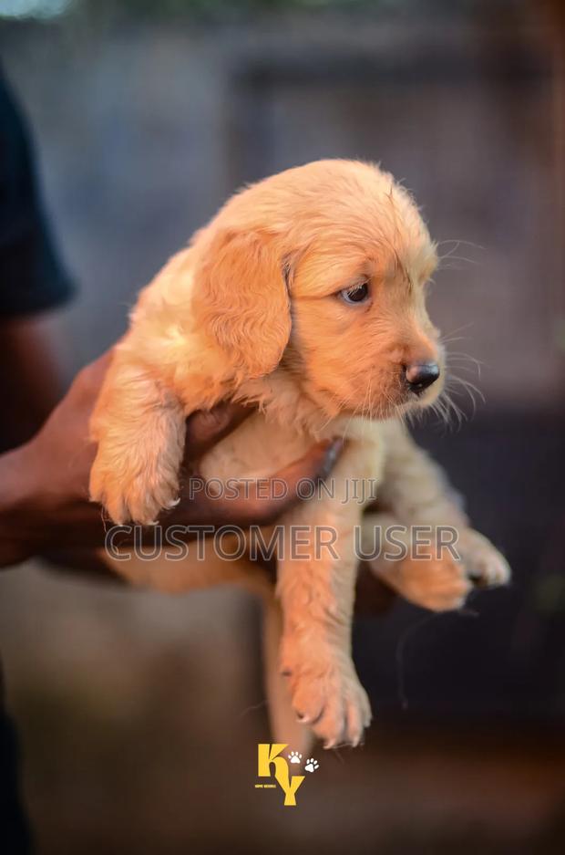 1-3 months Male Purebred Golden Retriever - thumbnail 7