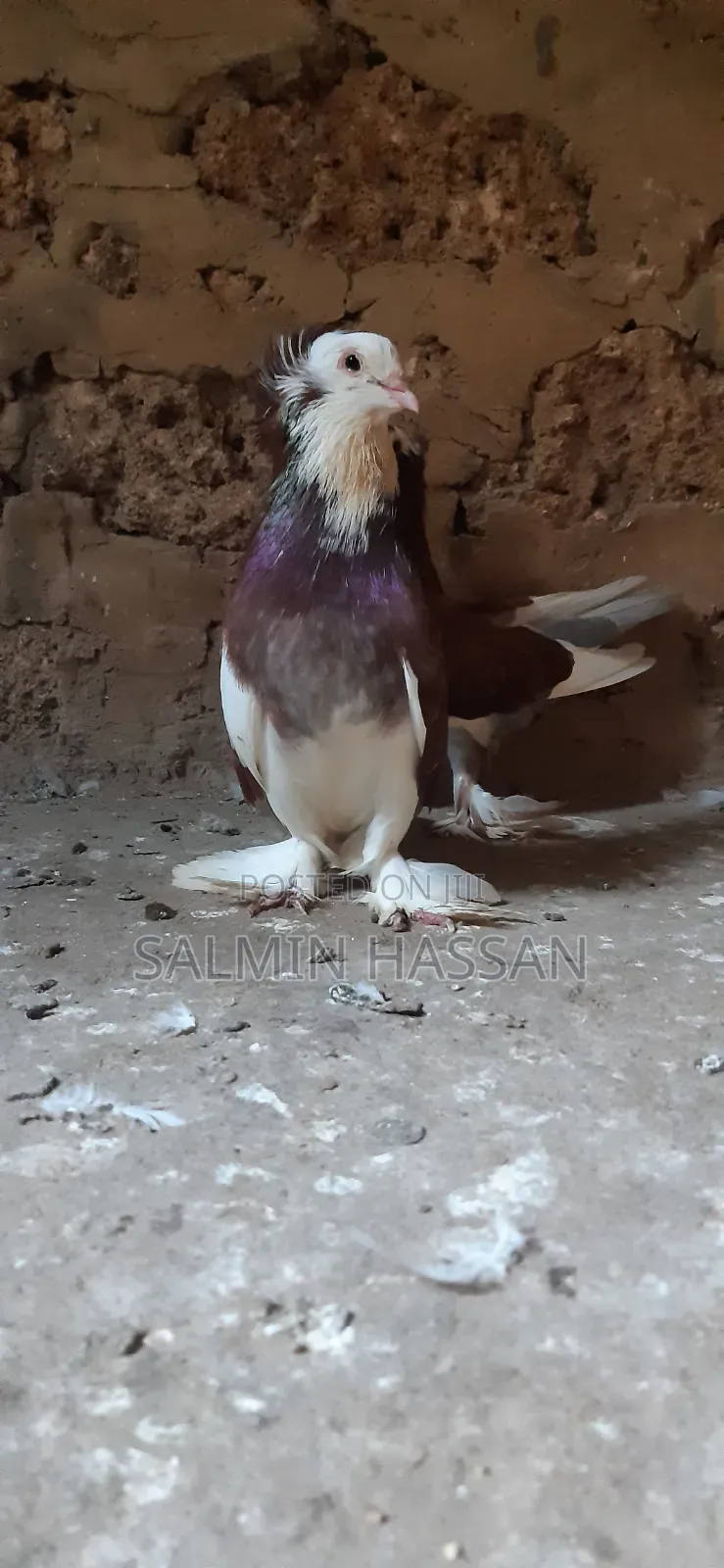 Hungarian Pigeon