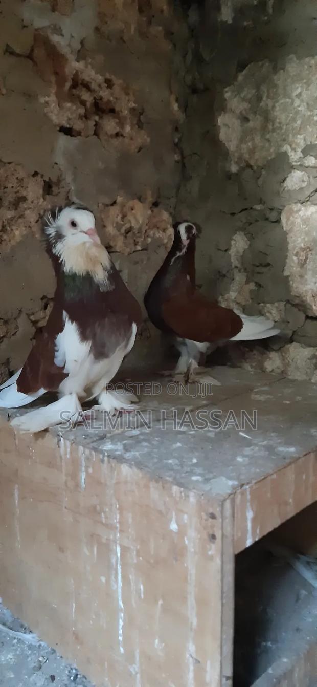 Hungarian Pigeon - thumbnail 3