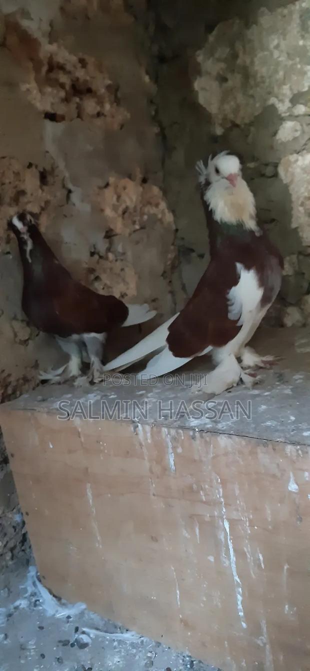 Hungarian Pigeon - thumbnail 4