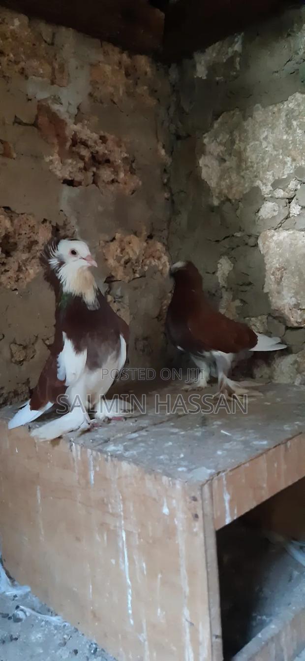 Hungarian Pigeon - thumbnail 6