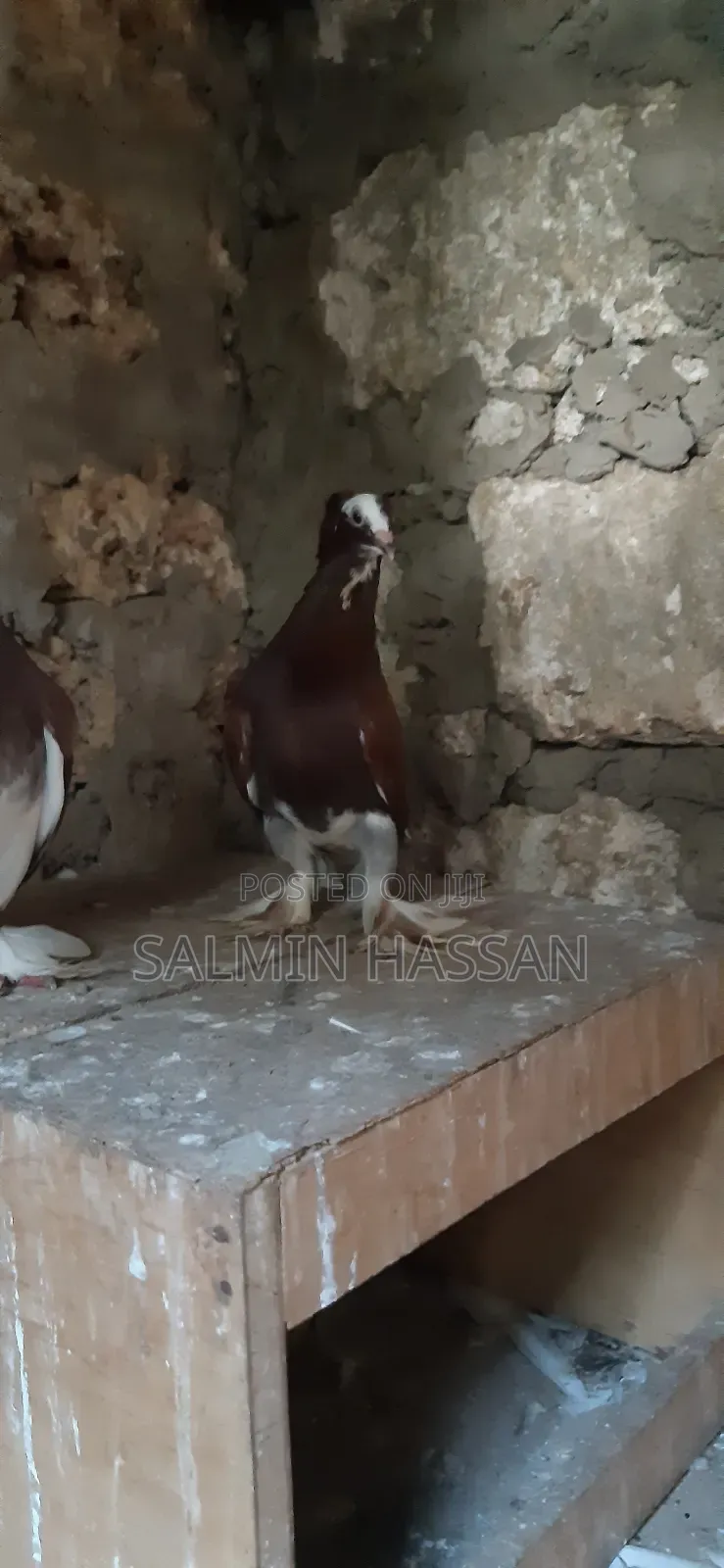 Hungarian Pigeon
