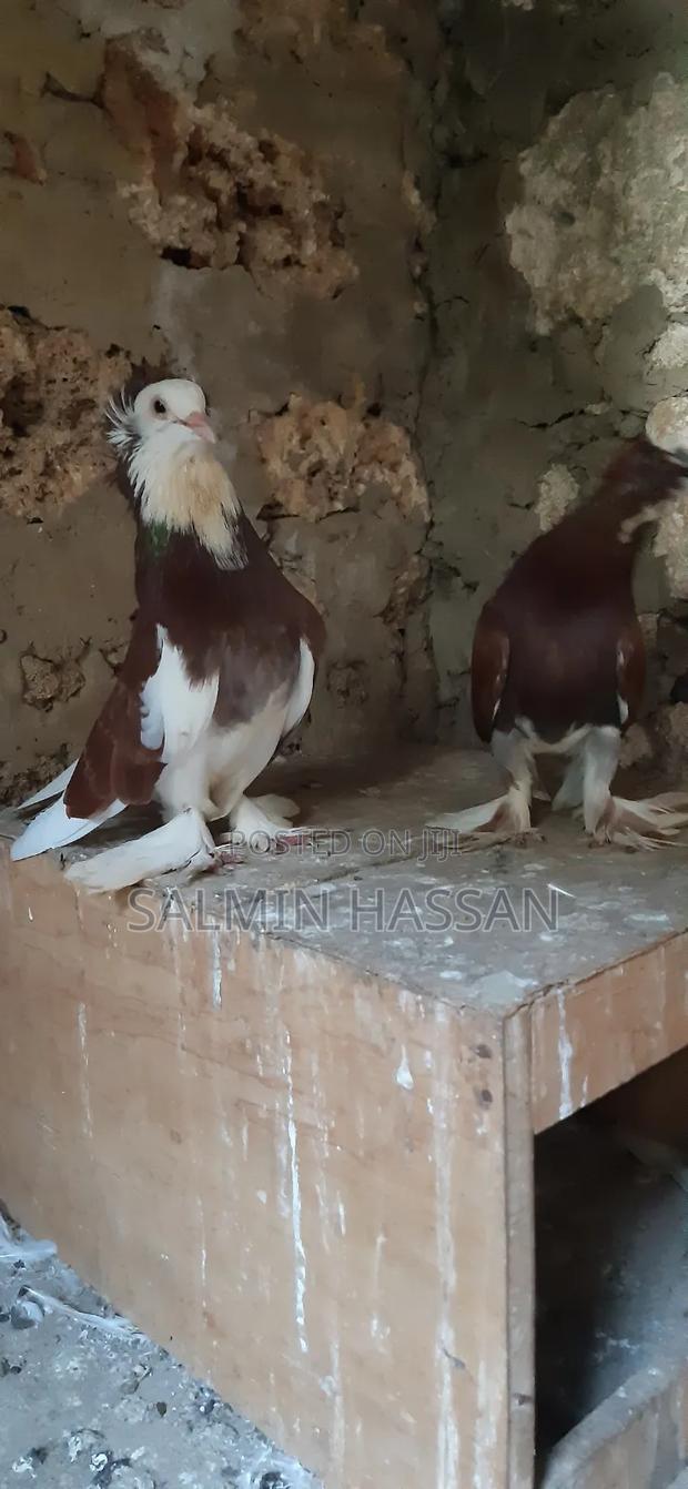 Hungarian Pigeon - thumbnail 8