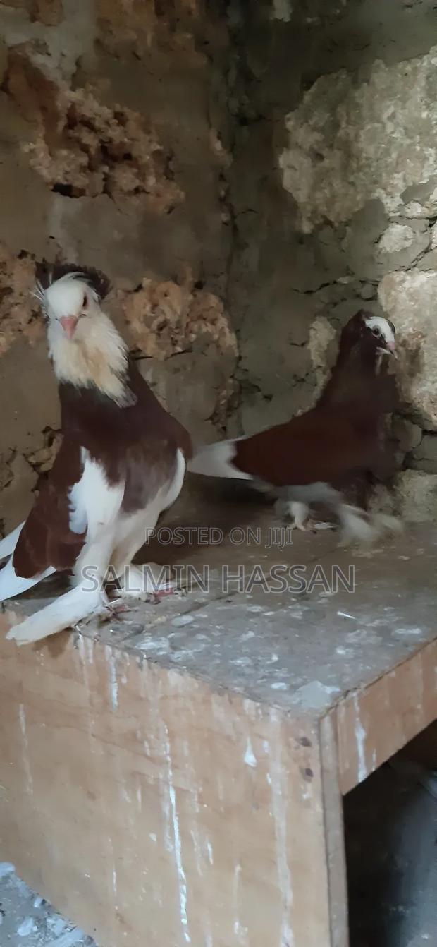 Hungarian Pigeon - thumbnail 9