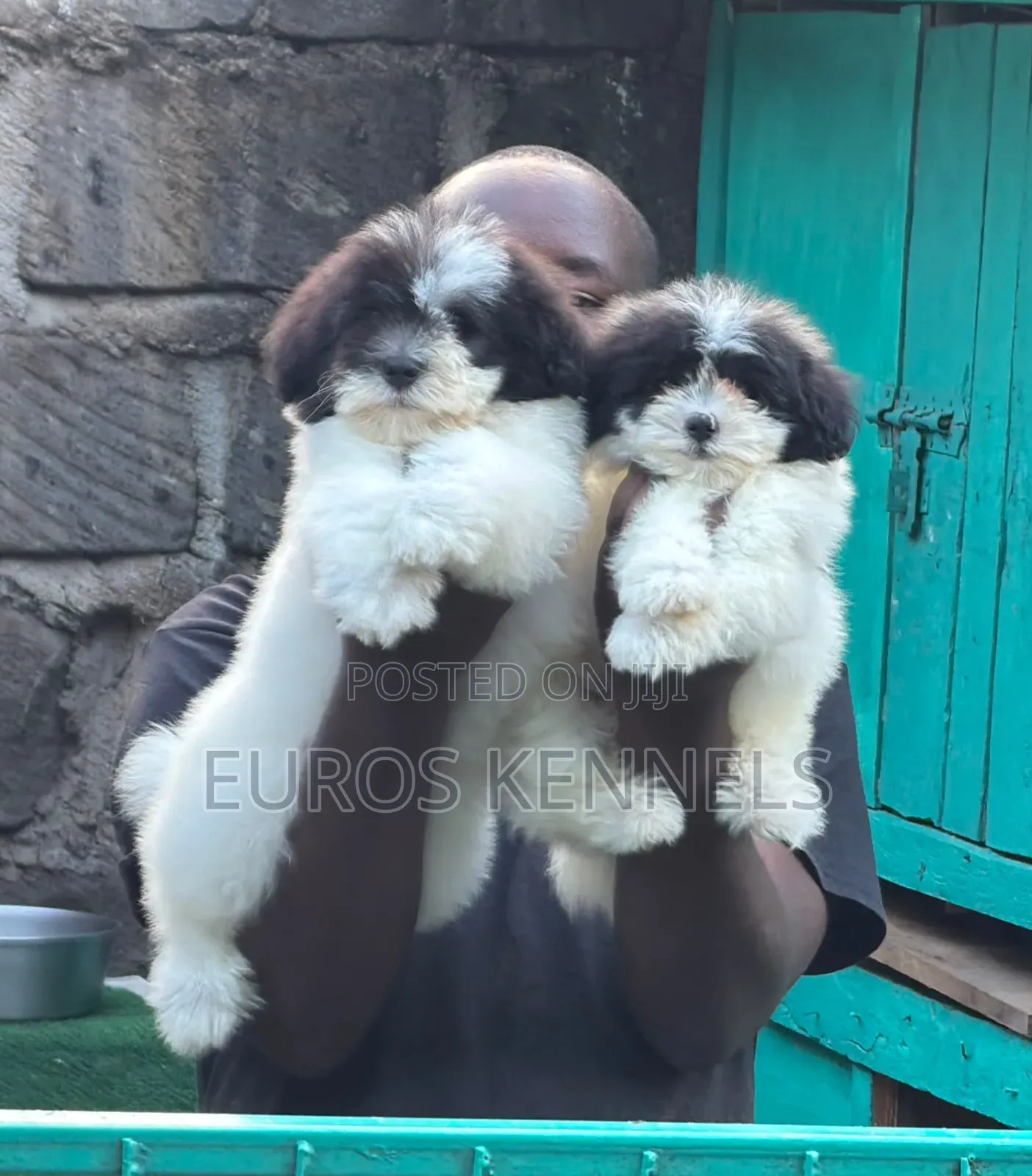 1-3 months Male Purebred Havanese