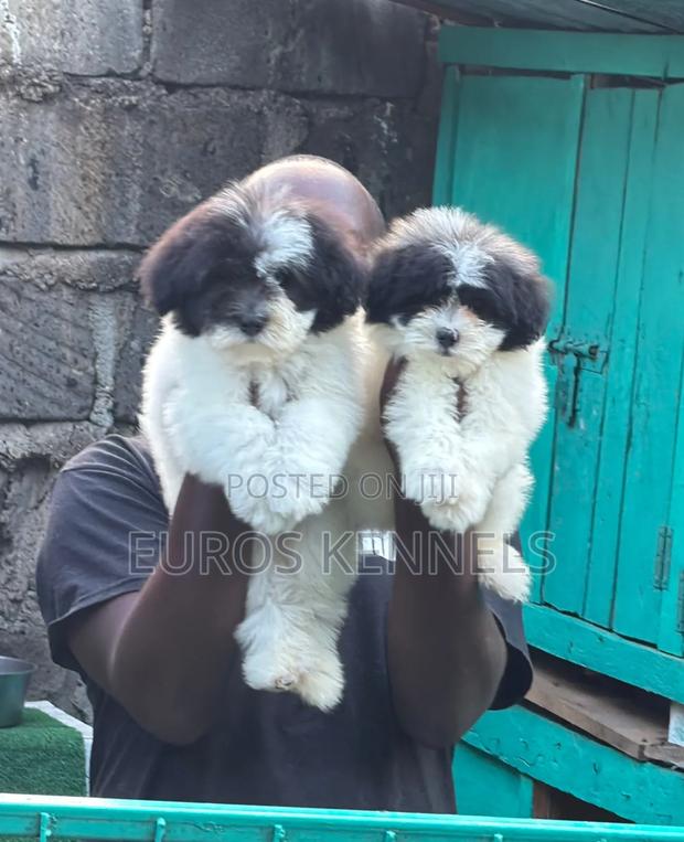 1-3 months Male Purebred Havanese - thumbnail 2