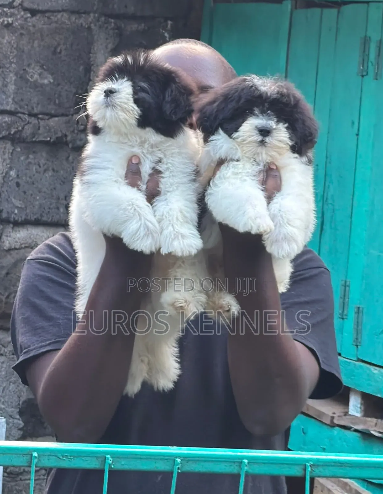 1-3 months Female Purebred Havanese