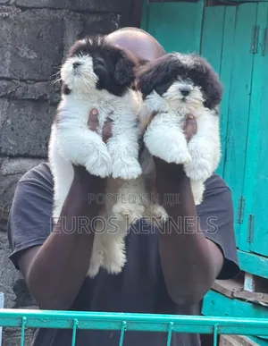 1-3 months Female Purebred Havanese