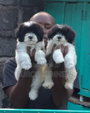 1-3 months Female Purebred Havanese