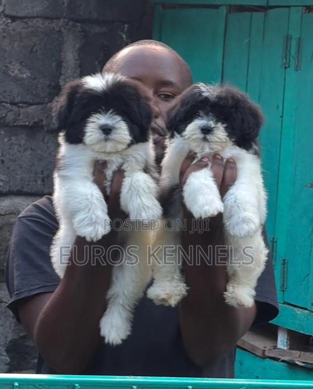 1-3 months Female Purebred Havanese - thumbnail 3