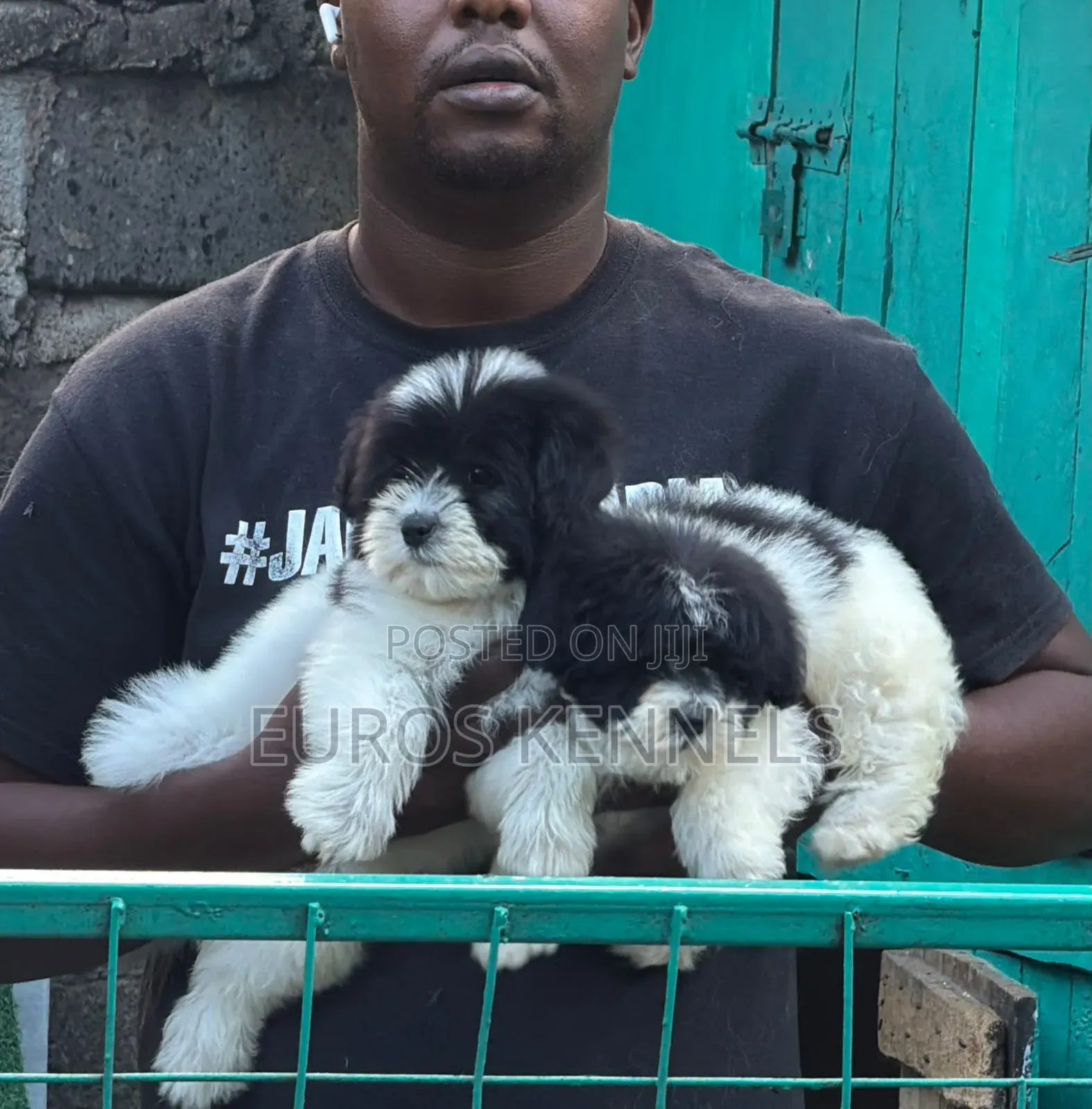 1-3 months Female Purebred Havanese