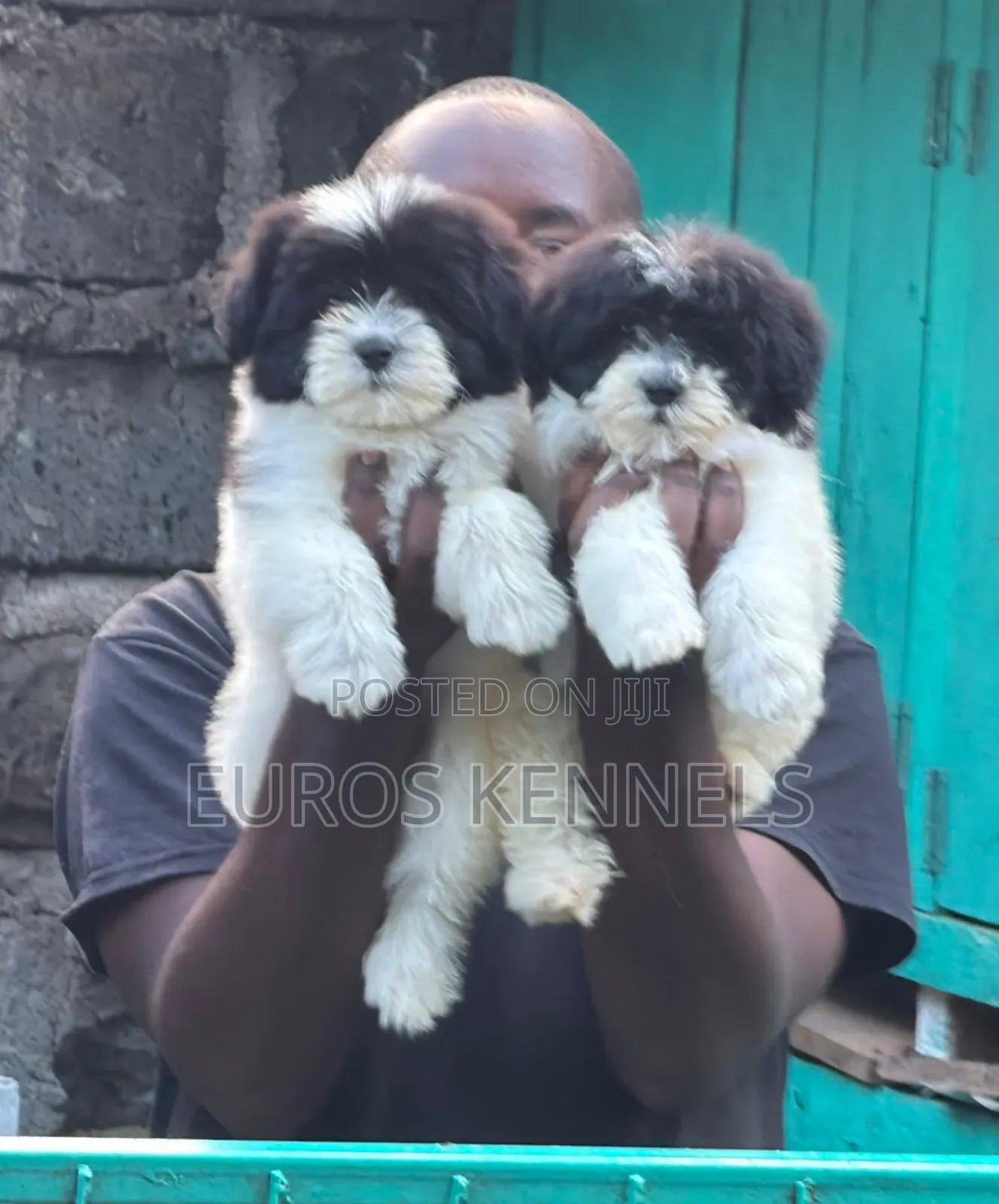 1-3 months Female Purebred Havanese