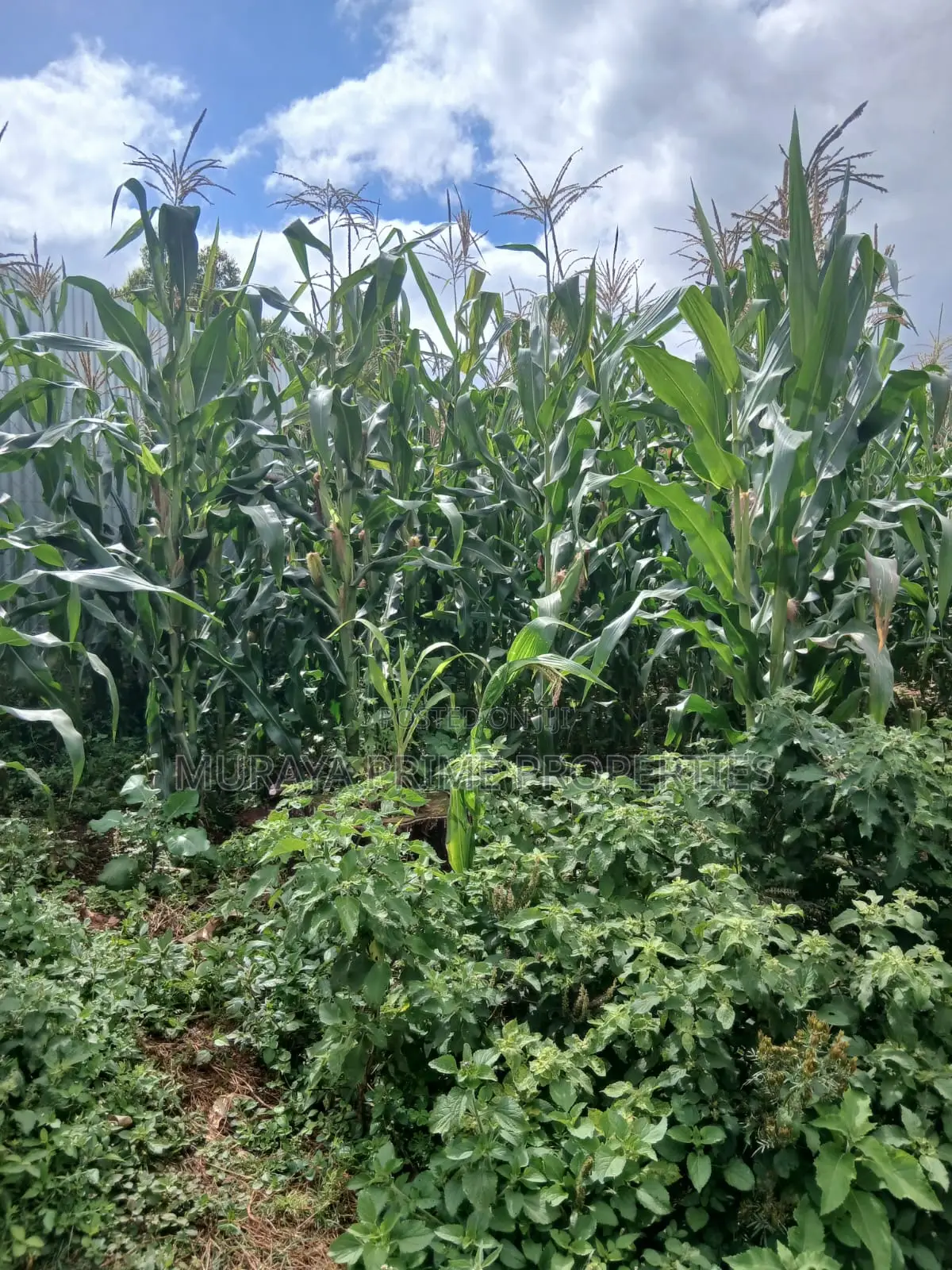 Kerarapon Drive Land for Sale