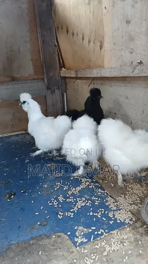 Bearded Silkies